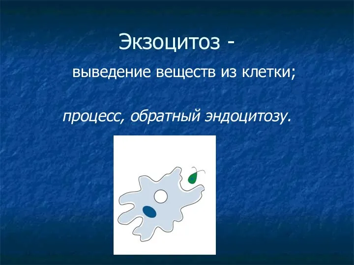 Экзоцитоз - выведение веществ из клетки; процесс, обратный эндоцитозу.