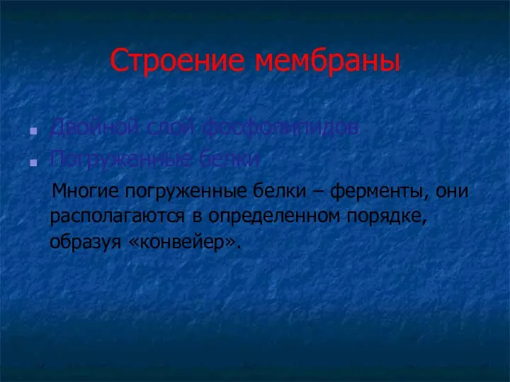 Строение мембраны Двойной слой фосфолипидов Погруженные белки Многие погруженные белки