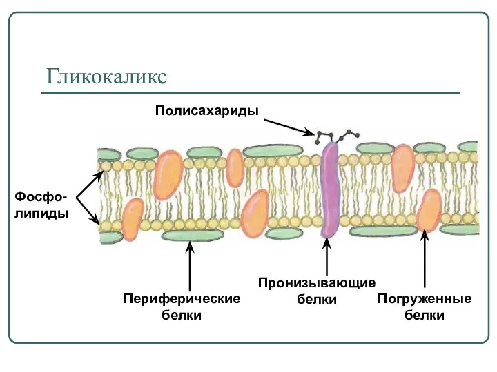 Гликокаликс Пронизывающие белки Периферические белки Погруженные белки Полисахариды Фосфо-липиды