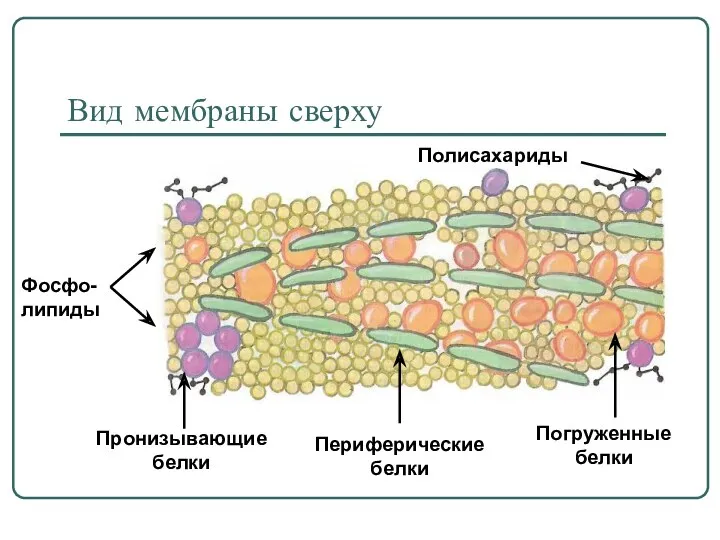 Вид мембраны сверху Пронизывающие белки Периферические белки Погруженные белки Полисахариды Фосфо-липиды