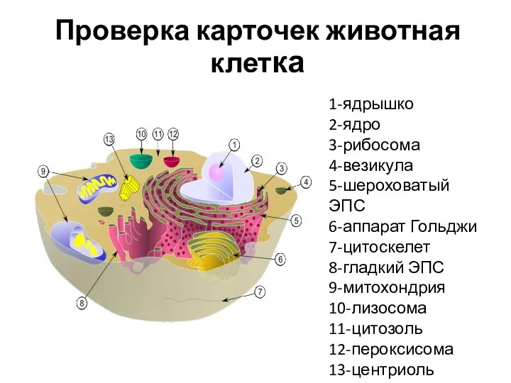 Проверка карточек животная клетка 1-ядрышко 2-ядро 3-рибосома 4-везикула 5-шероховатый ЭПС 6-аппарат Гольджи 7-цитоскелет