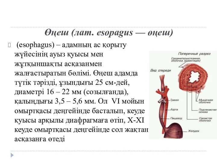 Өңеш (лат. esopagus — өңеш) (esophagus) – адамның ас қорыту