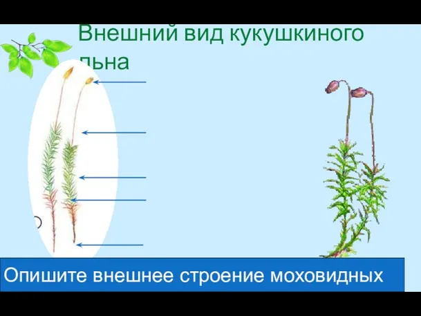 Внешний вид кукушкиного льна Опишите внешнее строение моховидных