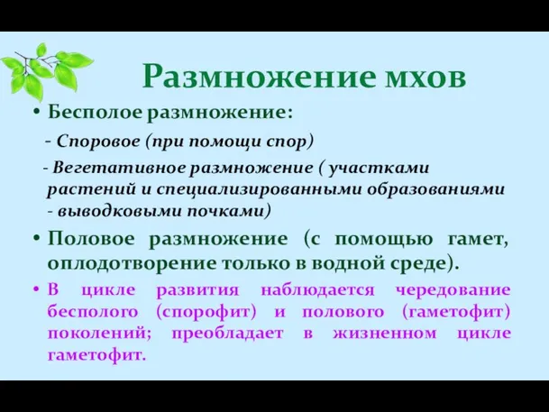 Размножение мхов Бесполое размножение: - Споровое (при помощи спор) -