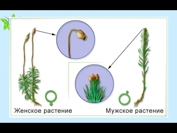 Размножение мхов