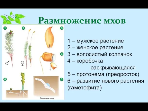 Размножение мхов 1 – мужское растение 2 – женское растение