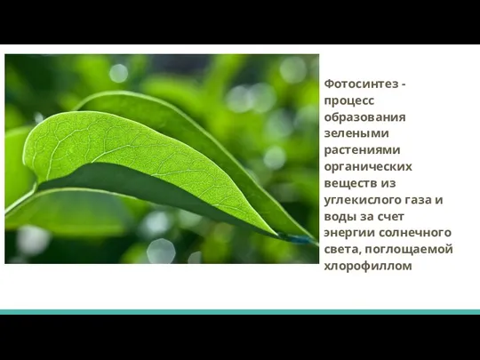 Фотосинтез - процесс образования зелеными растениями органических веществ из углекислого