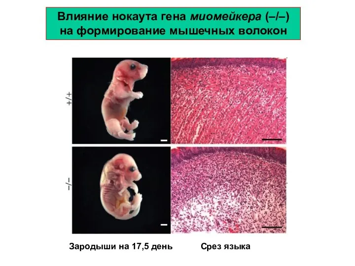 Срез языка Зародыши на 17,5 день Влияние нокаута гена миомейкера (–/–) на формирование мышечных волокон