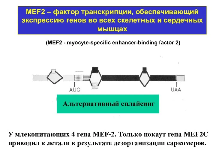 MEF2 – фактор транскрипции, обеспечивающий экспрессию генов во всех скелетных