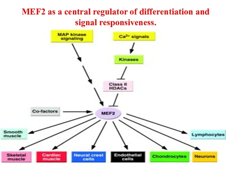 MEF2 as a central regulator of differentiation and signal responsiveness.