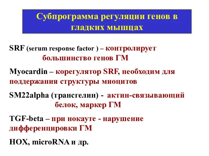 Субпрограмма регуляции генов в гладких мышцах SRF (serum response factor