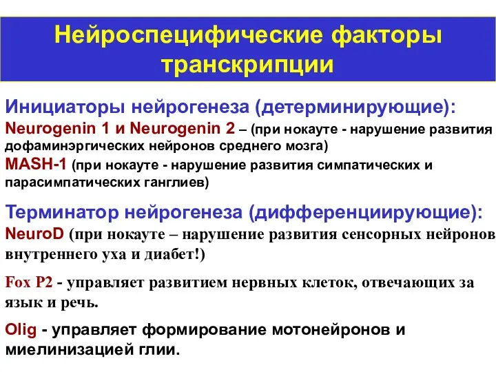 Нейроспецифические факторы транскрипции Инициаторы нейрогенеза (детерминирующие): Neurogenin 1 и Neurogenin