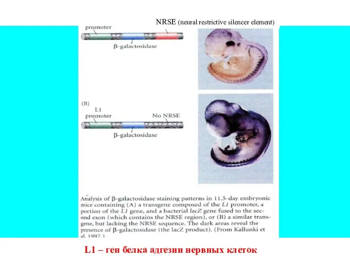 L1 – ген белка адгезии нервных клеток NRSE (neural restrictive silencer element)