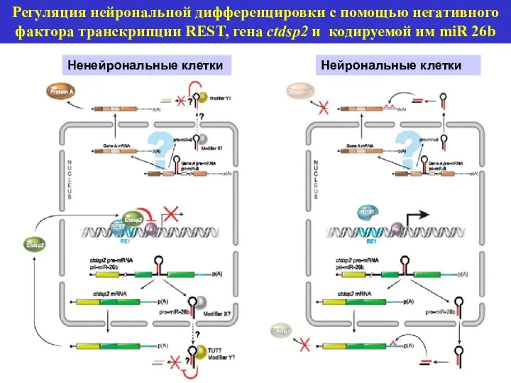 Регуляция нейрональной дифференцировки с помощью негативного фактора транскрипции REST, гена