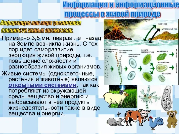 Примерно 3,5 миллиарда лет назад на Земле возникла жизнь. С