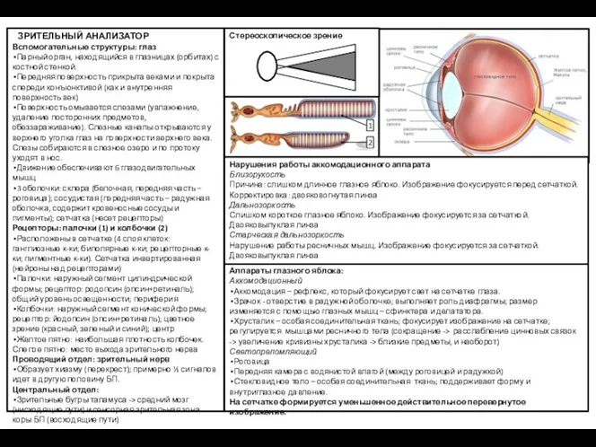 ЗРИТЕЛЬНЫЙ АНАЛИЗАТОР Вспомогательные структуры: глаз Парный орган, находящийся в глазницах