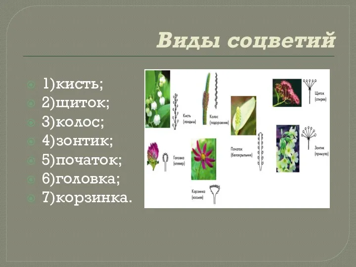 Виды соцветий 1)кисть; 2)щиток; 3)колос; 4)зонтик; 5)початок; 6)головка; 7)корзинка.