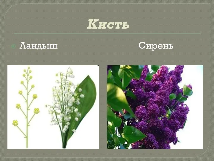 Кисть Ландыш Сирень