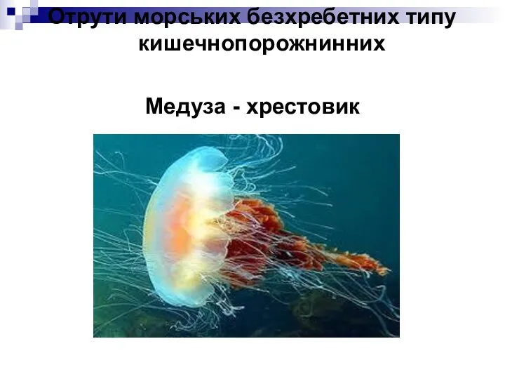 Отрути морських безхребетних типу кишечнопорожнинних Медуза - хрестовик