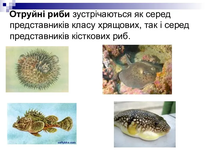 Отруйні риби зустрічаються як серед представників класу хрящових, так і серед представників кісткових риб.