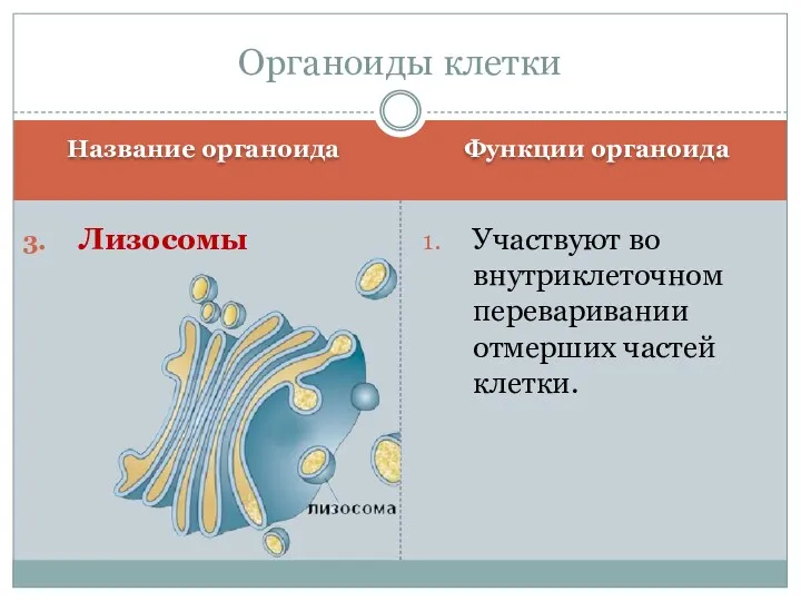 Название органоида Функции органоида Лизосомы Участвуют во внутриклеточном переваривании отмерших частей клетки. Органоиды клетки