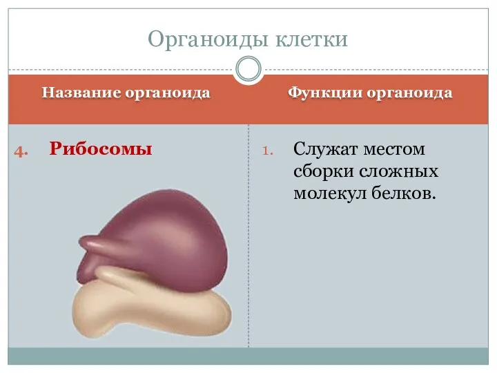 Название органоида Функции органоида Рибосомы Служат местом сборки сложных молекул белков. Органоиды клетки