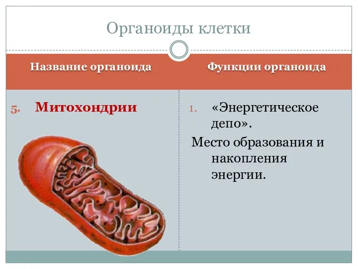 Название органоида Функции органоида Митохондрии «Энергетическое депо». Место образования и накопления энергии. Органоиды клетки