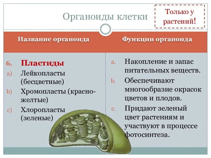 Название органоида Функции органоида Пластиды Лейкопласты (бесцветные) Хромопласты (красно-желтые) Хлоропласты (зеленые) Накопление и