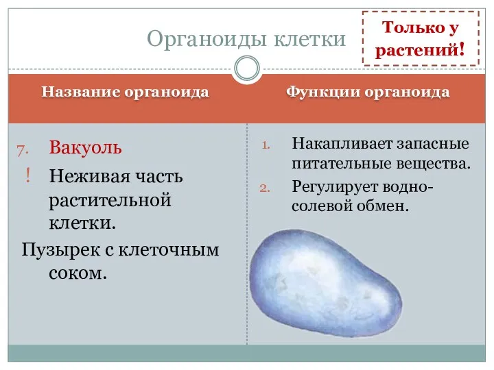 Название органоида Функции органоида Вакуоль Неживая часть растительной клетки. Пузырек с клеточным соком.