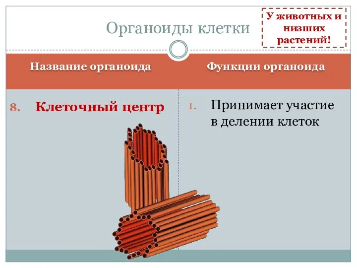 Название органоида Функции органоида Клеточный центр Принимает участие в делении