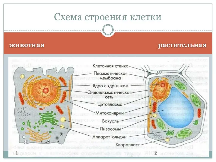 животная растительная Схема строения клетки