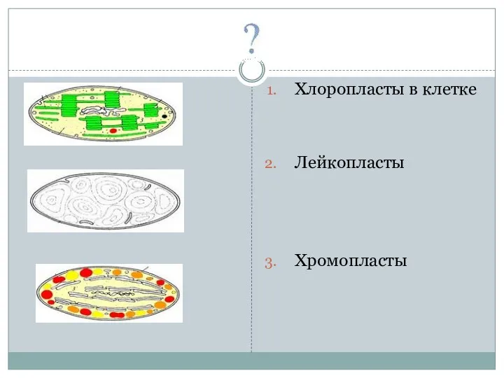 Хлоропласты в клетке Лейкопласты Хромопласты