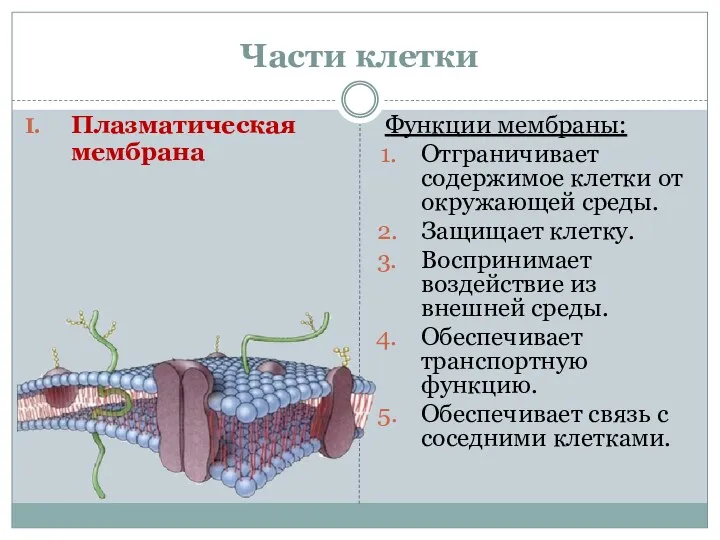 Части клетки Плазматическая мембрана Функции мембраны: Отграничивает содержимое клетки от