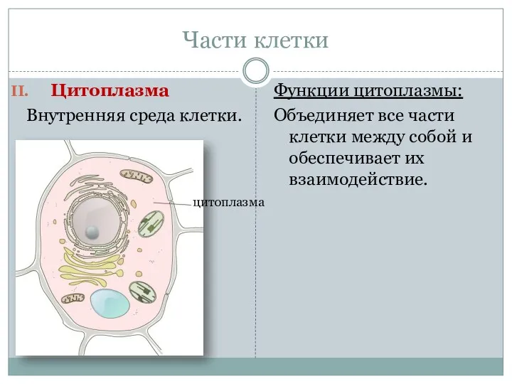Части клетки Цитоплазма Внутренняя среда клетки. Функции цитоплазмы: Объединяет все части клетки между