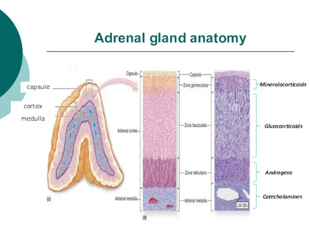 Adrenal gland anatomy Mineralocorticoids Glucocorticoids Androgens Catecholamines cortex medulla capsule