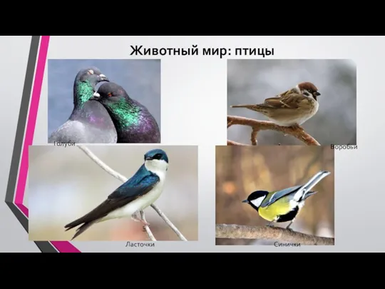 Животный мир: птицы Голуби Ласточки Воробьи Синички