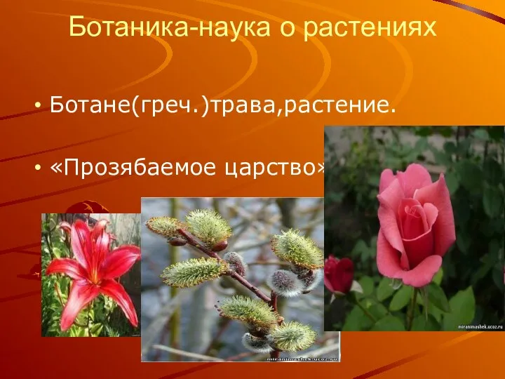 Ботаника-наука о растениях Ботане(греч.)трава,растение. «Прозябаемое царство»;