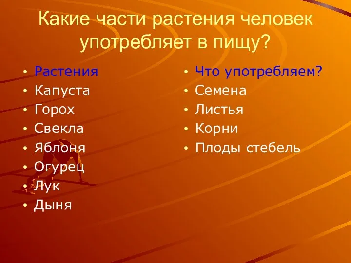 Какие части растения человек употребляет в пищу? Растения Капуста Горох Свекла Яблоня Огурец