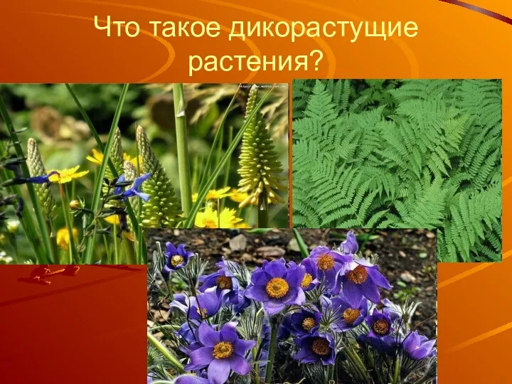 Что такое дикорастущие растения?