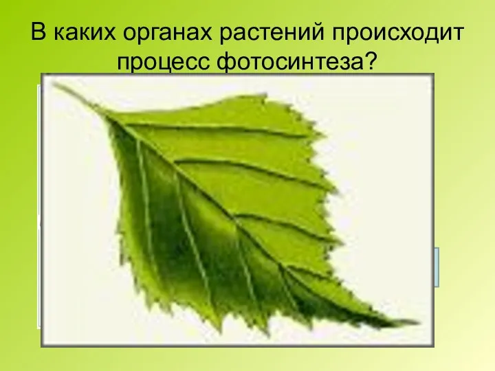 В каких органах растений происходит процесс фотосинтеза? цветок лист Видоизмененный побег корень