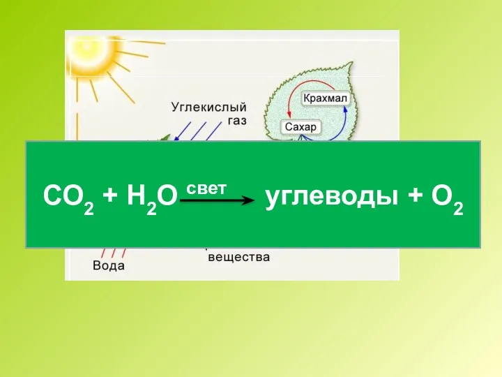 СО2 + Н2О свет углеводы + О2