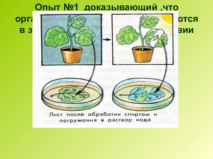 Опыт №1 доказывающий ,что органические вещества не образуются в зелёных растениях при отсутствии света.