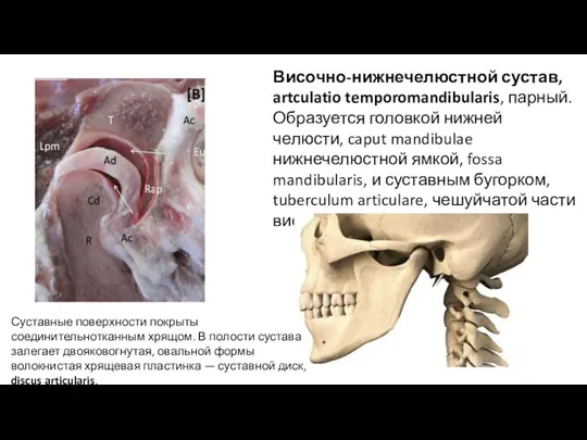 Височно-нижнечелюстной сустав, artculatio temporomandibularis, парный. Образуется головкой нижней челюсти, caput mandibulae нижнечелюстной ямкой,