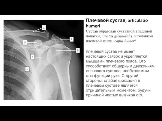 Сустав образован суставной впадиной лопатки, cavitas glenoidalis, и головкой плечевой кости, caput humeri