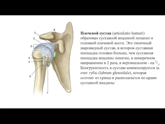 Плечевой сустав (articulatio humeri) образован суставной впадиной лопатки и головкой плечевой кости. Это