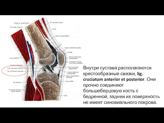Внутри сустава располагаются крестообразные связки, lig. cruciatum anterior et posterior.