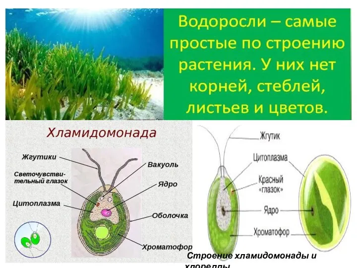 Строение хламидомонады и хлореллы