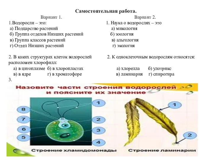 Самостоятельная работа. Вариант 1. Вариант 2. 1.Водоросли – это: 1.