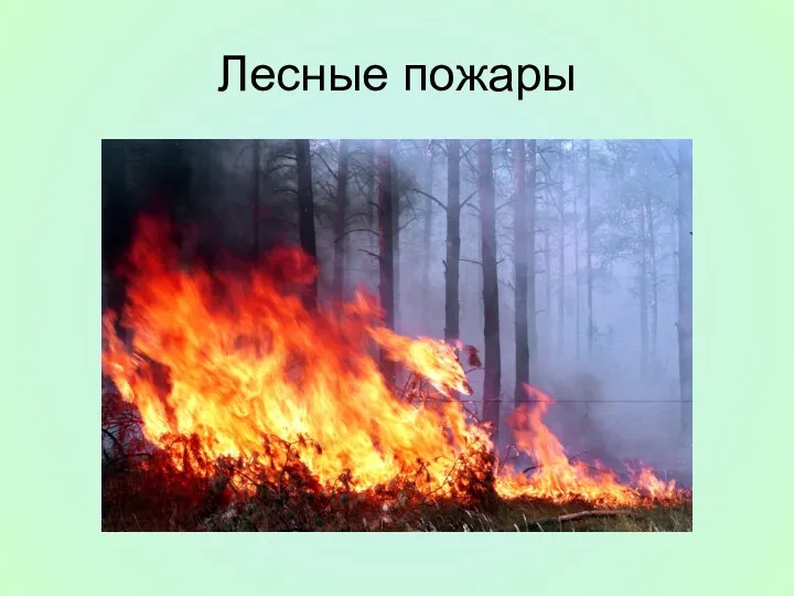 Лесные пожары