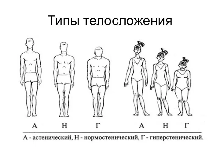 Типы телосложения